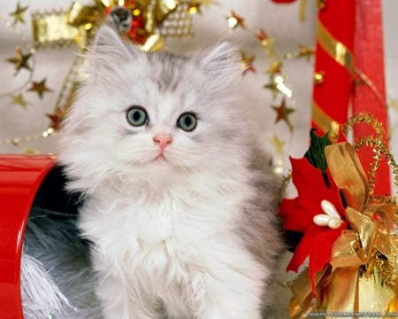 Christmas Kitty for All Catlover