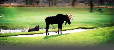 Moose on the green - fun, people, moose, other