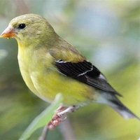 FEMALE GOLDFINCH