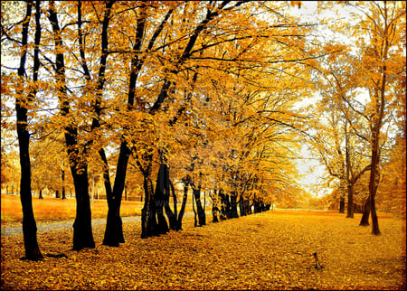 Polish_autumn - leafs, trees, nature, yellow, autumn, forest