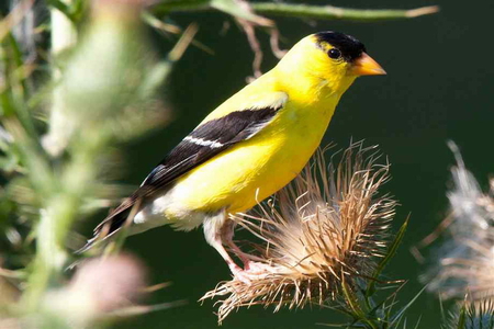 MALE GOLDFINCH - thistle, pretty, yellow, perch