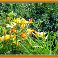 les fleurs du jardin