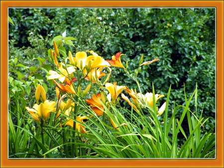 les fleurs du jardin - la, nature, elle, belle