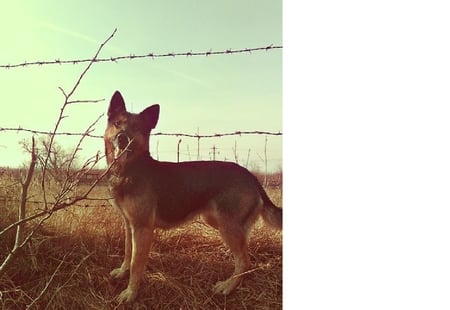 Dogs - german, the, wonderful, shepherd