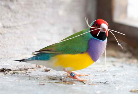 GOULDIAN FINCH - yellow, purple, blue, green