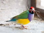 GOULDIAN FINCH