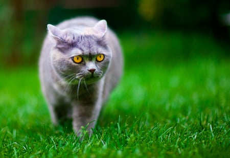 lalli - yellow, cat, eyes, green, animal, grass, kitten