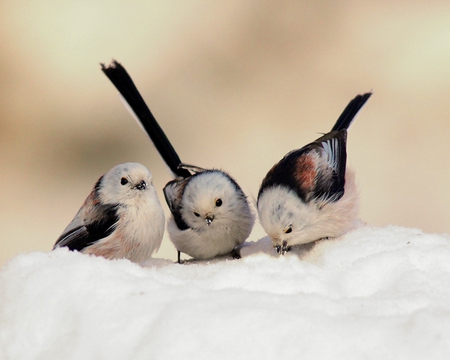 Three little Birds - birds, winter, nature, animals