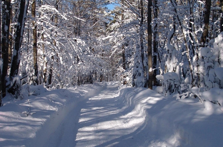 winter dream - white, winter, dream, snow