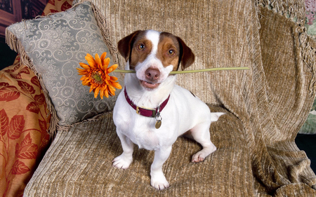 For you - flower, animals, nice, love, dog