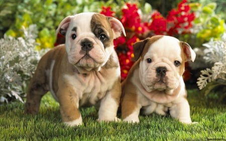 Buldogs - animals, dogs, cute, buldogs, flowers