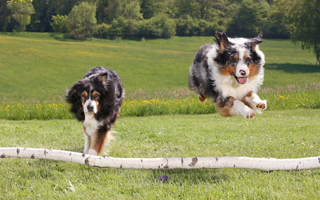 Australians Sheperd - jumping, dogs, cute, australian, sheperd