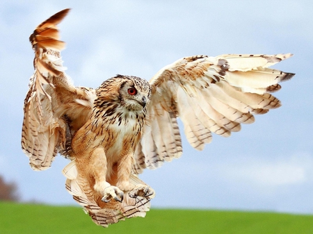 The owl - wallpaper, bird, extant bird of prey, the owl