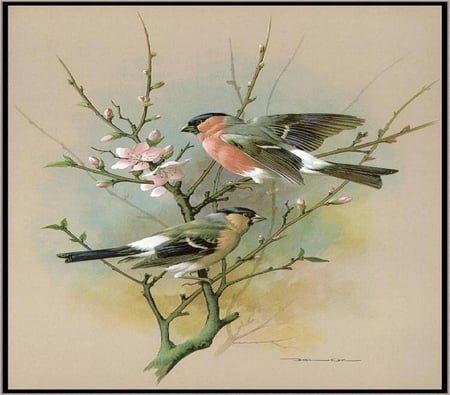 Birds. - bird, animal, flower, perch