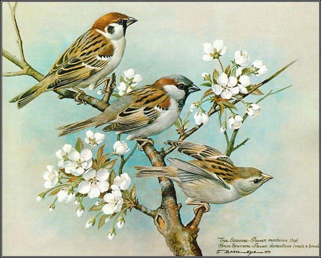 Sparrows. - bird, sparrow, animal, flower, perch