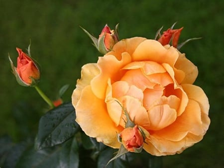 Perfect Rose - petal, color, rose, peach