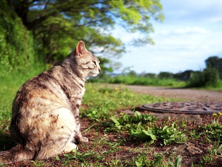 Cat - animal, kitten, cat, feline, grass