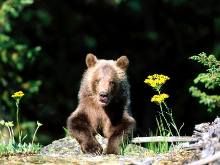 Grizzly bear - animal, wildlife, grizzly, bear