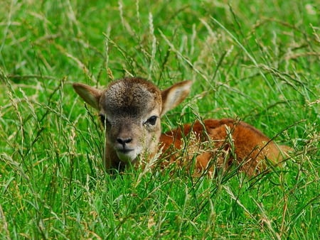 Cute lamb - cute, grass, animal, lamb