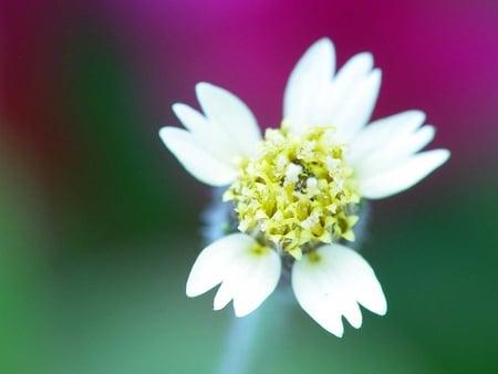 White flower - white, flower, nature, petal