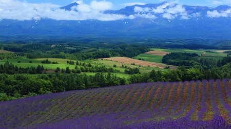 Amazing View - trees, purple, amazing, landscape, field, mountains