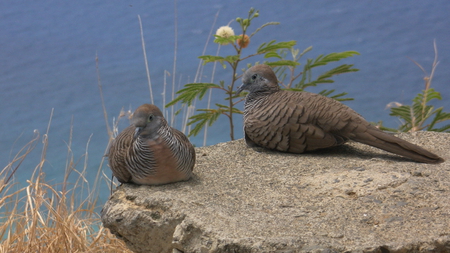 Hawaiian Doves - hawaii, birds, hawaiian, doves