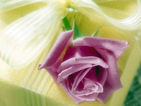 Purple Rose - purple, yellow, wrap, beautiful, rose