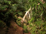 Manoa Forest