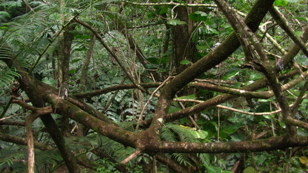 Web of Trees - hawaii, manoa, forest, nature