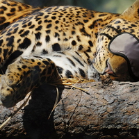 Sleeping Kitty