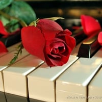 A Rose And A Song