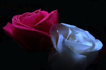 You and me - love, beauty, roses, tender, warmth, softness, amazing, white rose, together, petals, flowers, red rose