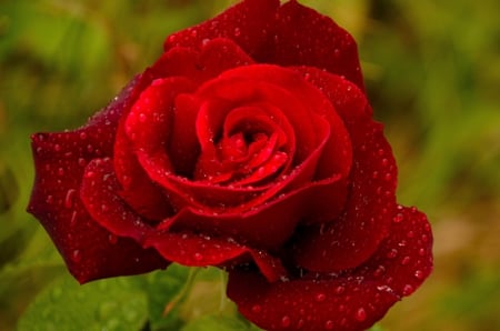 Wet red rose - beauty, water drops, soft, wet, tender, rose, petals, beautiful, leaves, sweet, flower, red rose