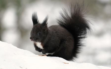 Sweet Black Squirrel - black, animal, winter, cute, sweet, animals, sqirrel