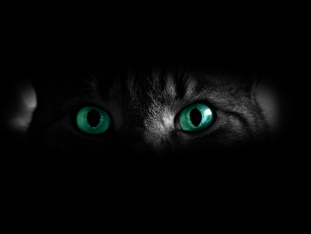 Green Eyed Cat