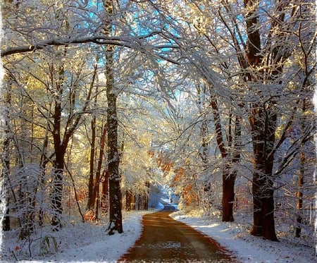 Winter-HDR - forest, great, road, walk, beautiful, amazing, hdr, white, scenery, photography, tree, nature, path, winter, pretty, cool, landscape, beauty, season, sky, nice, lovely, trees, colors, snow