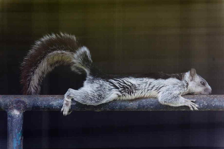 LAZING ABOUT - tropical, resting, cute, squirrel