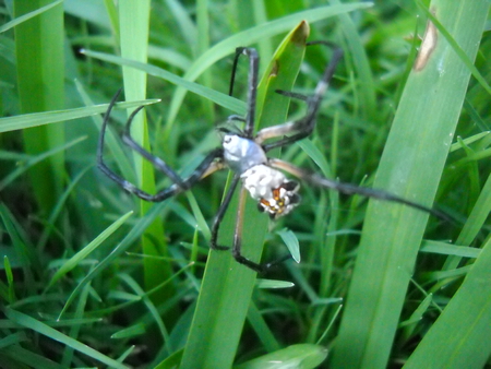 Spider - weird, spider, insect, grass