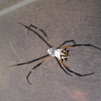 Scary spider