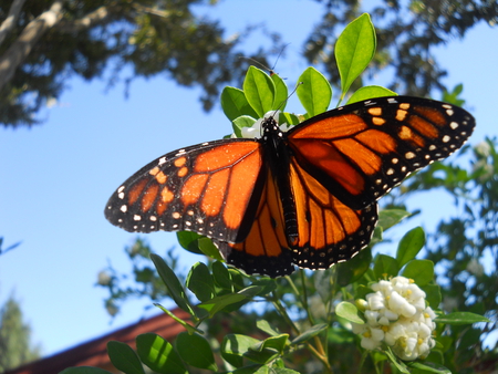 Monarch Butterfly - butterfly, winter, monarch, plant