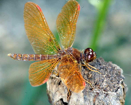 ORANGE DRAGONFLY - Other & Animals Background Wallpapers on Desktop