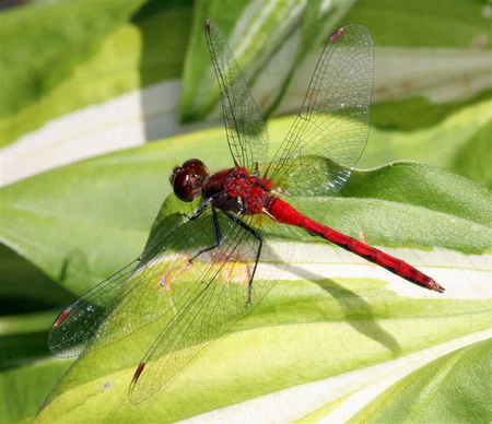 RED DRAGONFLY - beauty, plant, red, fly