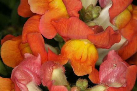 SNAPDRAGONS - orange, flowers, yellow, plants