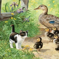 Kitty and ducks.