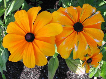 BROWN EYED SUSANS - flowers, yellow, pretty, plant