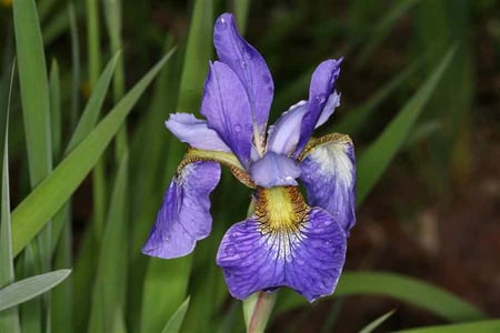 IRIS - flower, purple, iris, plant