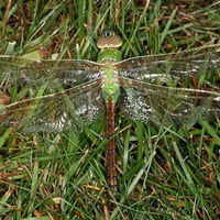 GREEN DRAGONFLY