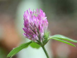 CLOVER FLOWER