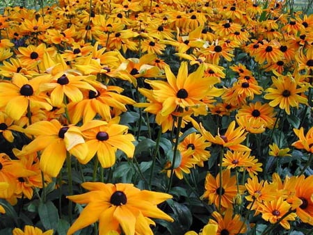 FIELD OF BROWN EYED SUSANS - flowers, pretty, yellow, beautiful