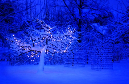 blue christmas tree - lights, nice, photography, tree, blue, christmas